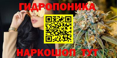 крисы Моздок